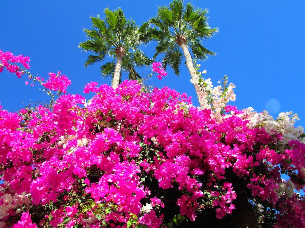 Apartamentos El Capricho Maspalomas  Eksteriør bilde